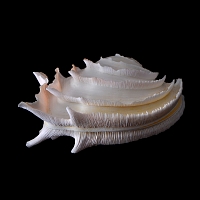 callanaitis disjecta 5-2019 9457